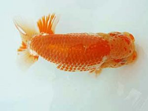 愛媛県らんちゅう愛好会 西大関 山光 勳 松山 愛媛県らんちゅう愛好会 西大関 山光 勳 松山