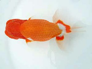 愛媛県らんちゅう愛好会 立行司 網野裕和 伊予 愛媛県らんちゅう愛好会 立行司 網野裕和 伊予