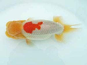 愛媛県らんちゅう愛好会 東取締 北村雄彦 松山 愛媛県らんちゅう愛好会 東取締 北村雄彦 松山