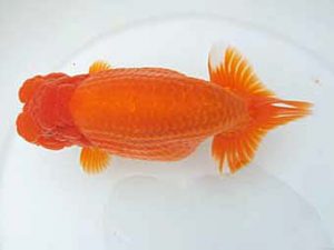 愛媛県らんちゅう愛好会 東大関 高岡泰雄 松山 愛媛県らんちゅう愛好会 東大関 高岡泰雄 松山