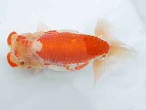 愛媛県らんちゅう愛好会 西大関 山内一尚 今治 愛媛県らんちゅう愛好会 西大関 山内一尚 今治