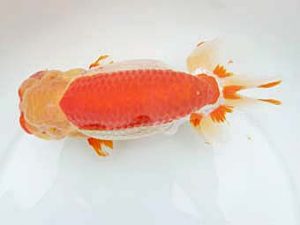 愛媛県らんちゅう愛好会 立行司 清水大輔 松山 愛媛県らんちゅう愛好会 立行司 清水大輔 松山