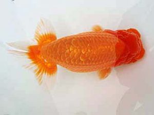 愛媛県らんちゅう愛好会 西取締 高岡泰雄 松山 愛媛県らんちゅう愛好会 西取締 高岡泰雄 松山