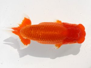 福岡観魚会　東大関　太田黒正雄　熊蘭会