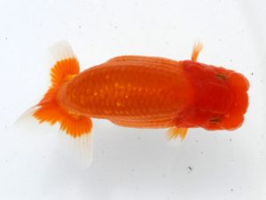 福岡観魚会　西大関　原　賢二郎　東鱗会