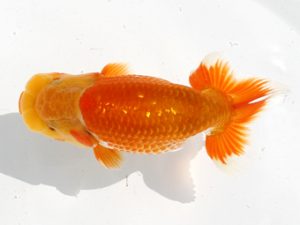 福岡観魚会　立行司　大坪辰昭　鳥栖みやき