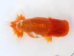 福岡観魚会　東取締　田中寿樹　福岡観魚会