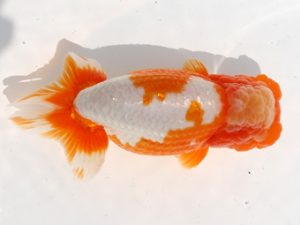 福岡観魚会　東大関　東　秀明　日蘭佐賀