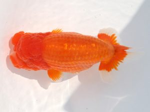 福岡観魚会　西大関　佐々木達也　福岡観魚会