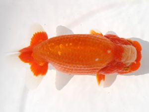 福岡観魚会　東取締　赤嶺仲治　東鱗会