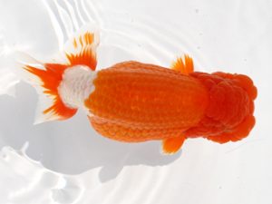 福岡観魚会　西取締　森脇文明　福岡観魚会