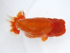 福岡観魚会　東大関　大薮博之　福岡観魚会　福岡市長賞