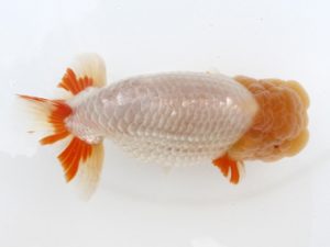 福岡観魚会　西大関　東　秀明　日蘭佐賀