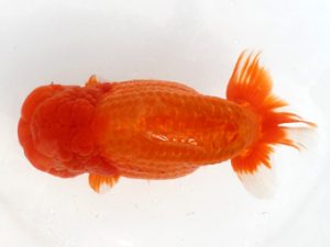 福岡観魚会　立行司　内田輝雄　日蘭佐賀