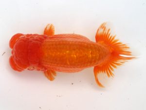 福岡観魚会　東取締　渕上敏明　熊蘭会