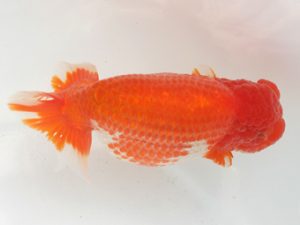 福岡観魚会　西取締　八木廣光　日蘭佐賀