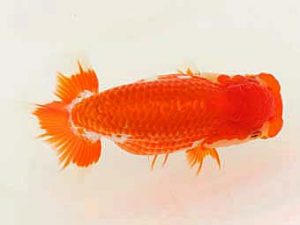 福山らんちゅう愛魚会　優等一席　武田悦男　福山市