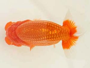 福山らんちゅう愛魚会　優等二席　片岡　進　倉敷市