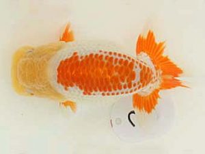 福山らんちゅう愛魚会　優等三席　森下雅昭　尾道市