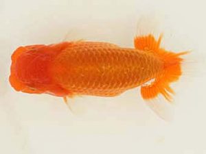 福山らんちゅう愛魚会　優等四席　田中茂規　岡山市