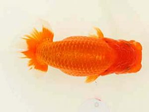 福山らんちゅう愛魚会　優等五席　田中茂規　岡山市