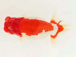 福山らんちゅう愛魚会　優等一席　岩下孝広　尾道市