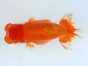 福山らんちゅう愛魚会　優等二席　宮澤　宏　福山市