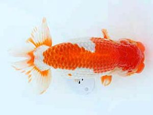 福山らんちゅう愛魚会　優等四席　清水正雄　玖珂郡