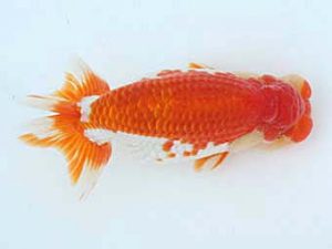 福山らんちゅう愛魚会　優等五席　東　隆廣　岡山市