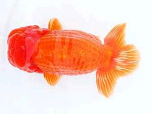 福山らんちゅう愛魚会　優等二席　吉田龍一　尾道市