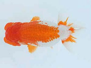 福山らんちゅう愛魚会　優等三席　田代史郎　倉敷市