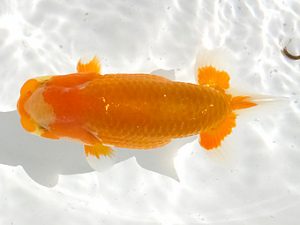 観魚会　研究会　東大関　望月康邦　横浜