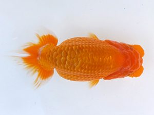 観魚会 研究会 勧進元一　飯田栄一　浅草