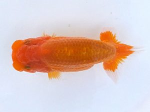 観魚会 研究会 勧進元二　太田和良幸　船橋市