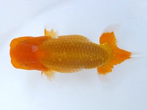 観魚会 研究会 行司一　望月康邦　横浜