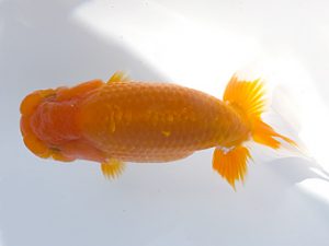 観魚会 研究会 行司二　坂場克身　茨城