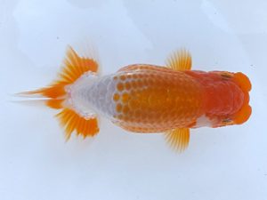 観魚会 研究会 脇行司一　亀山二三男　茨城