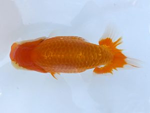 観魚会 研究会 脇行司二　高地辰夫　荒川区