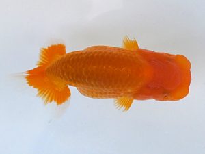 観魚会　研究会　西大関　目黒康弘　足立区