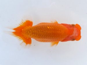 観魚会　研究会　立行司　芳賀孝泰　横浜