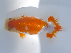 観魚会　研究会　取締一　坂場克身　茨城