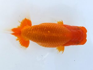 観魚会　研究会　取締二　藤田達也　茨城