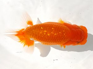 観魚会 研究会 東関脇　坂場克身　茨城