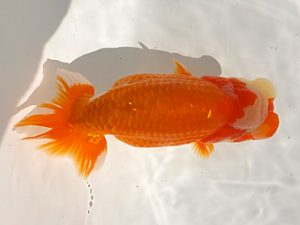 観魚会 研究会 西関脇　酒井　昇　小美玉市