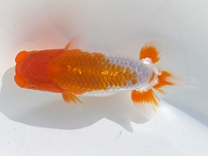 観魚会 研究会 東小結　目黒康弘　足立区