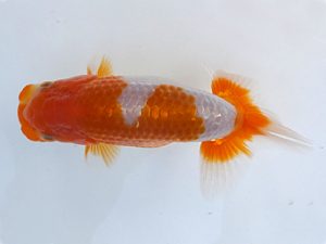 観魚会 研究会 西小結　小泉順一　足立区