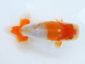 錦蘭会　初秋品評大会　東大関　小林保治　堺