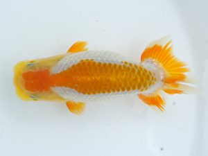 錦蘭会　初秋品評大会　西大関　山本　進　堺