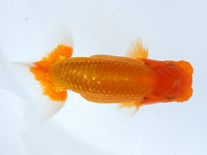 錦蘭会　初秋品評大会　取締一　笠松　理　日高