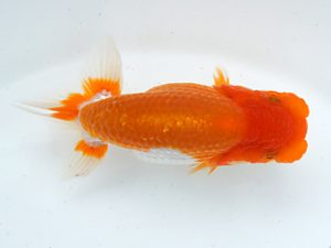 錦蘭会　初秋品評大会　取締二　石橋厚二　尾鷲